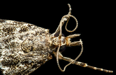 extreme detail of a moth on black