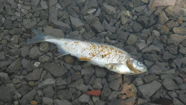 Dead chub fish in the lake. Fish farming and death from lack of oxygen and water pollution. Warming problem