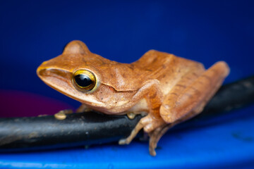 tree frog in background. Frog thai.