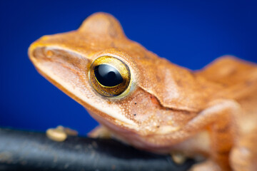 tree frog in background. Frog thai.