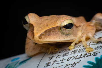 tree frog in background. Frog thai.