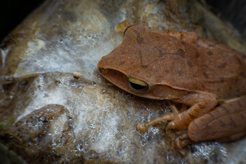 tree frog in background. Frog thai.