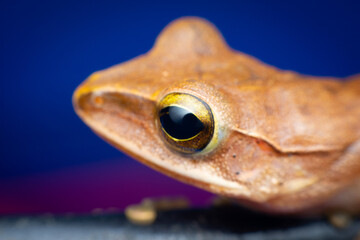 tree frog in background. Frog thai.