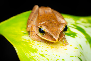 tree frog in background. Frog thai.