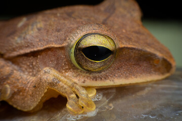 tree frog in background. Frog thai.