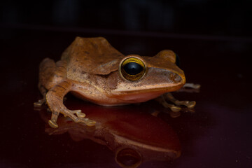 tree frog in background. Frog thai.