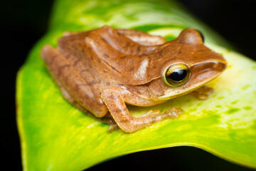 tree frog in background. Frog thai.