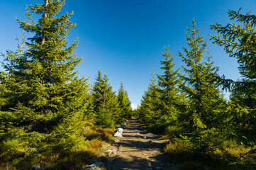 Fototapeta na wymiar Hiking trail between young spruce trees in untouched wilderness