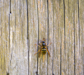 close up of a wasp eating wood from a garden table. polistes gallicus