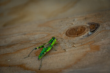 Green mountain grasshopper, Alpine mountain locust (Miramella alpina), on a tree trunk