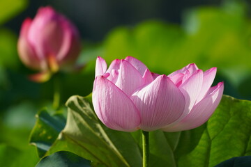 日本の東京　上野の不忍池に咲くピンク色の蓮の花