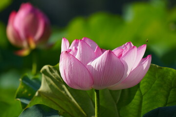 日本の東京　上野の不忍池に咲くピンク色の蓮の花