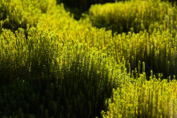 Detail of lush green moss in bright warm sunlight