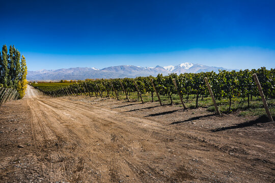 Vineyard in summer at the foot of the mountains in Mendoza, Argentina.