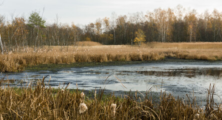 Muddy pond surrounded by dry grass and birch trees in Soos National Nature Reserve, Czech Republic