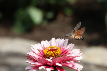 Hawk-winged hummingbird butterfly flies to a beautiful zinnia flower