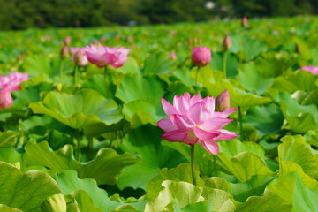 日本の東京　上野の不忍池に咲くピンク色の蓮の花