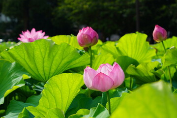 日本の東京　上野の不忍池に咲くピンク色の蓮の花