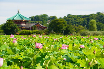 Fototapeta na wymiar 日本の東京　上野の不忍池に咲くピンク色の蓮の花