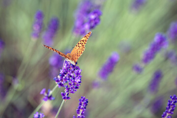 butterfly on lavender, nacka,stockholm,sweden,sverige