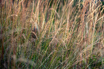 reeds in the garden, nacka,stockholm,sweden,sverige