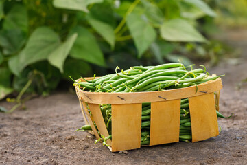 harvest of fresh green beans in basket on vegetable garden