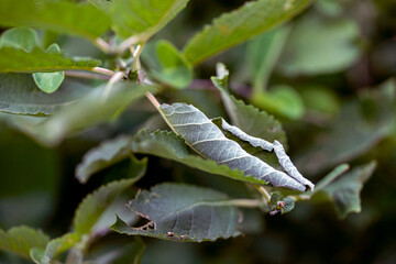 green leafs on a branch, nacka,stockholm,sweden,sverige