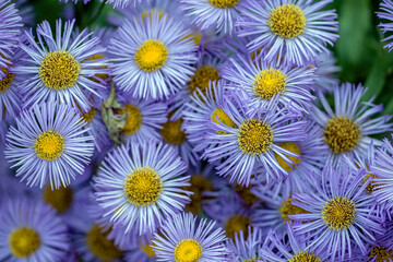 flowers background, nacka,stockholm,sweden,sverige