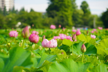 日本の東京　上野の不忍池に咲くピンク色の蓮の花