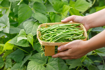 farmer hands holding harvest of fresh green beans in basket