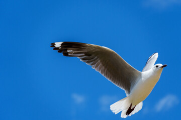 Obraz premium Hartlaub's gull or king gull (Chroicocephalus hartlaubii) in flight. Kleinmond, Whale Coast, Overberg, Western Cape, South Africa.