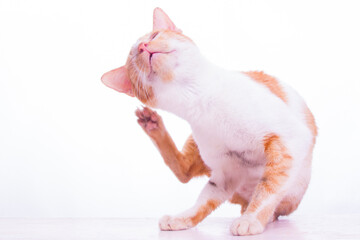 Close-up shot of white striped ginger cat scratching its ear with its paw. isolated on a white wall