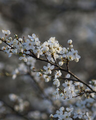 blossom in spring