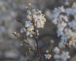 blossom in spring