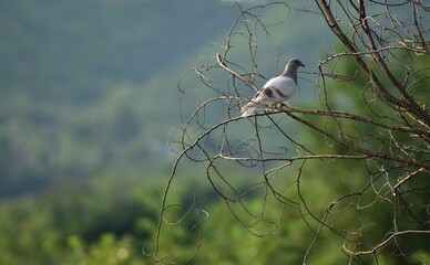 Common grey pigeon also called as wild rock dove, perched on branch of a tree in the forest.