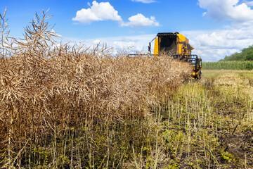 combine harvester cutting ripe rapeseed pods on field