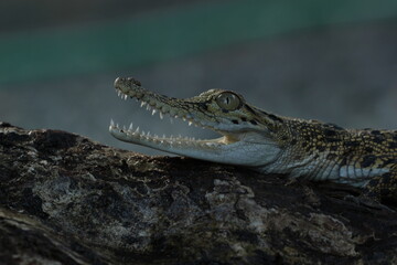 Fototapeta premium a crocodile sunbathing and its mouth is open