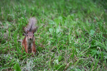 Naklejka na ściany i meble Squirrel in the grass #1