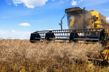 combine harvester cutting ripe rapeseed pods on field