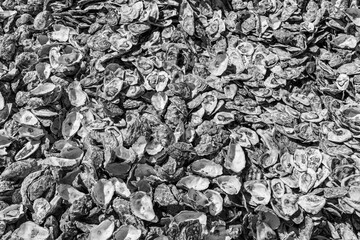 Opened oyster shells background, close up