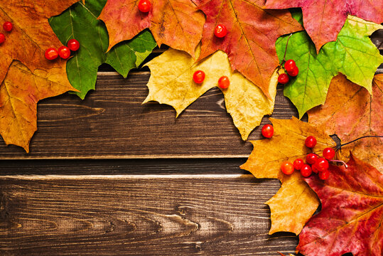 autumn background with colored leaves on wooden board. A place for your text. Frame angle