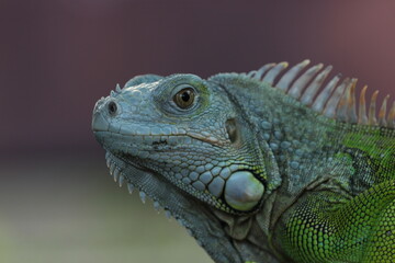 beautiful closeup iguana face on pink background