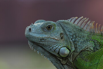 beautiful closeup iguana face on pink background