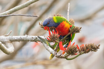 Rainbow lorikeet (Trichoglossus moluccanus) feeding in a tree, NSW, Australia