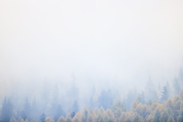 autumn fog landscape forest mountains, trees view mist