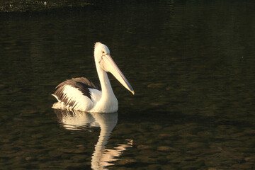 Pelican Silhouetted on calm lake