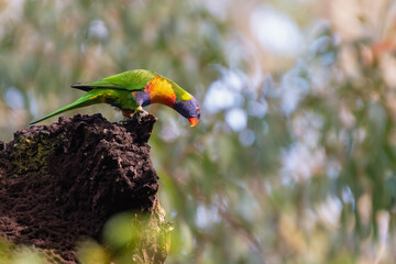 Rainbow lorikeet (Trichoglossus moluccanus) in the forest, NSW, Australia