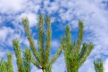 Pine conifer needles and branches detail. Sunny with blue sky and white clouds background