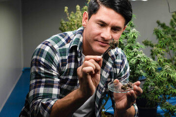 marijuana leaves cannabis plants a beautiful background hemp weed farming. Concept of using...