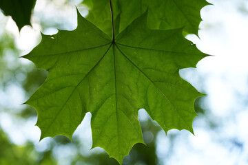 Green maple leaf